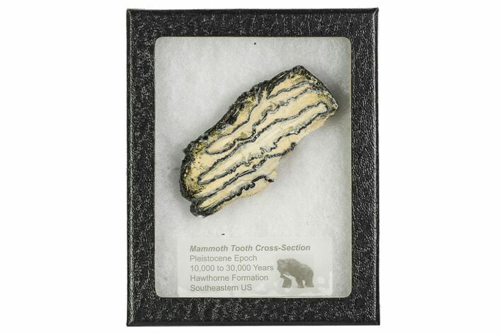 Mammoth Molar Slice With Case - South Carolina #106540